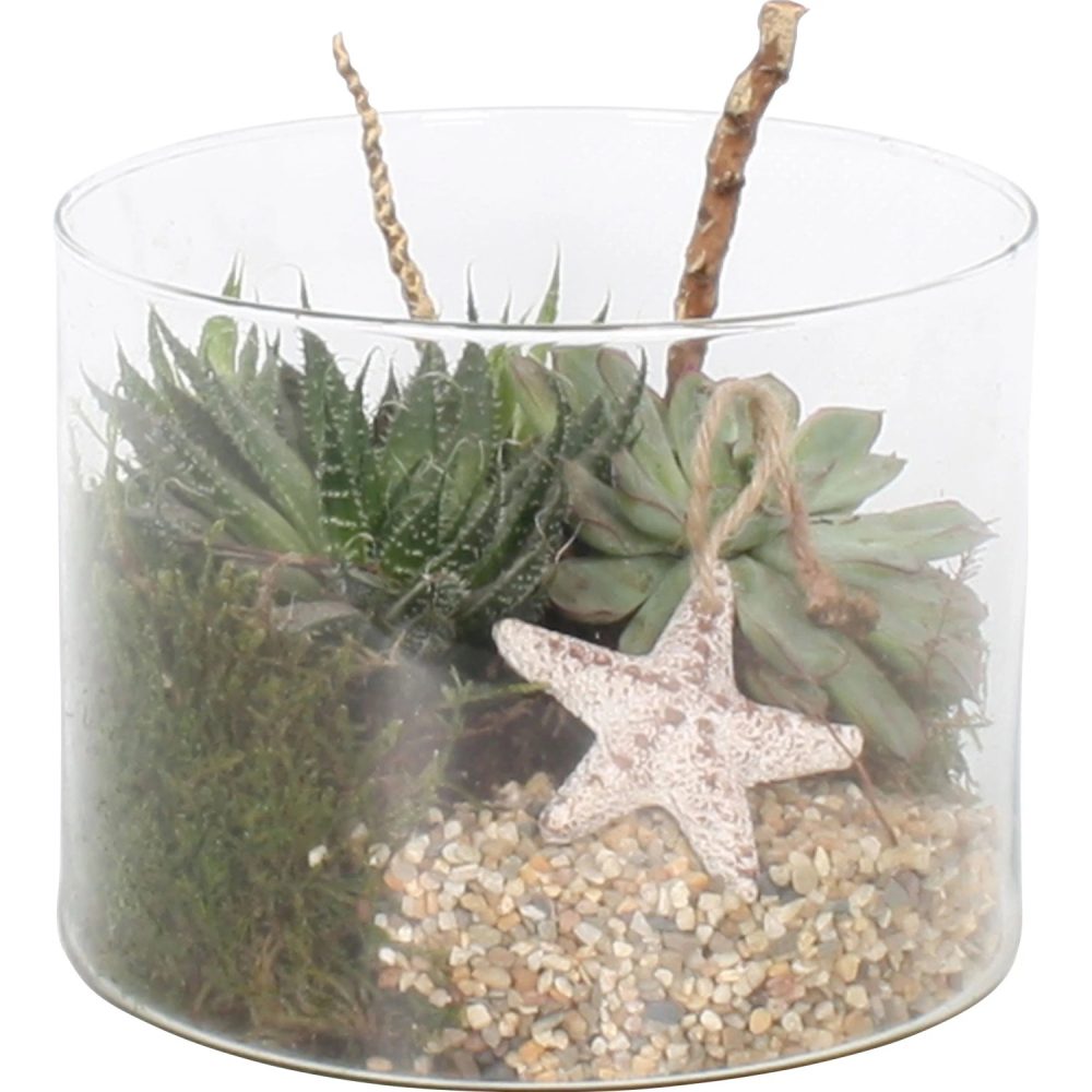 Aranžmá sukulentů ve skleněné misce, průměr nádoby cca 15 cm v:2599843