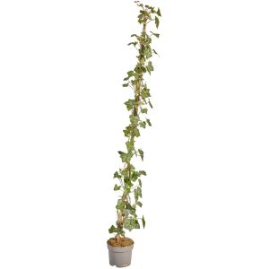 Břečťan popínavý x irský 125-150 cm, 1,5 l, 75 ks v:6886824 Břečťan popínavý x irský 125-150 cm, 1,5 l, 75 ks v:6886824