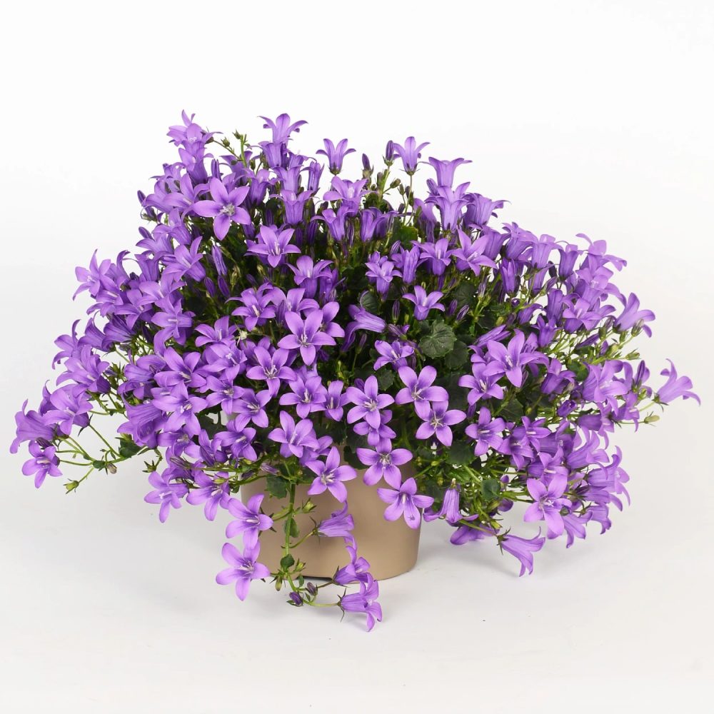 Zvonek dalmatský „Ambella Intense Purple“, 15-20 cm, pr.10,5cm v:6691307 Zvonek dalmatský „Ambella Intense Purple“, 15-20 cm, pr.10,5cm v:6691307