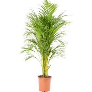 GROW by OBI Areka palma zlatoplodá pr. kv. 21 cm v:5557475