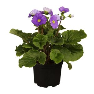OBI Prvosenka průhonická fialová pr. květináče cca 9 cm x 9 cm v:1299189