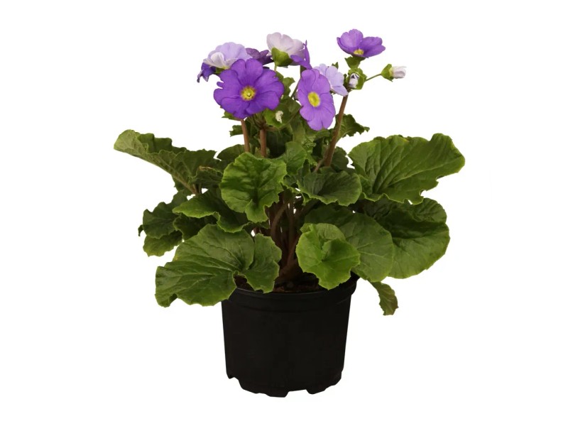 OBI Prvosenka průhonická fialová pr. květináče cca 9 cm x 9 cm v:1299189