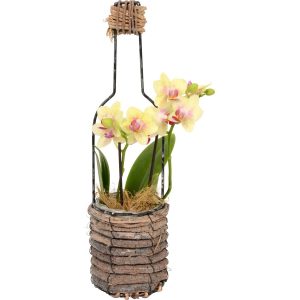 Aranžmá s orchidejí v dřevěné nádobě pr. cca 10 cm v:5597984