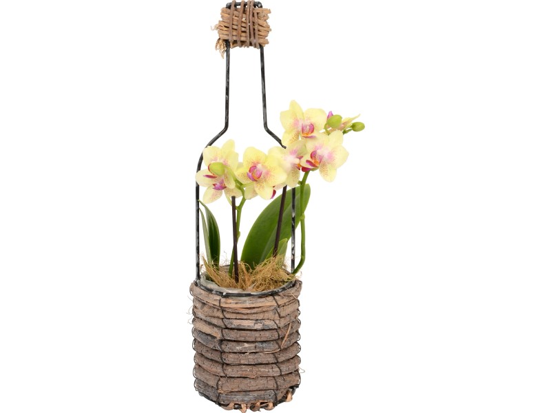 Aranžmá s orchidejí v dřevěné nádobě pr. cca 10 cm v:5597984