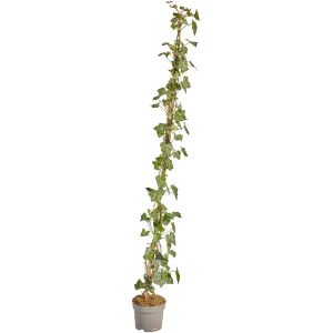 Břečťan popínavý x irský 125-150 cm, 1,5 l, 100ks v:6886790 Břečťan popínavý x irský 125-150 cm, 1,5 l, 100ks v:6886790